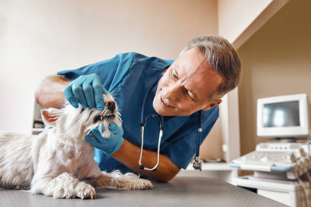 Best Emergency Treatment for Oral Infections in Conway, AR